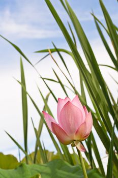 Lotus flower, low angle landscape of nature flora in outdoor with pink and green color in summer.