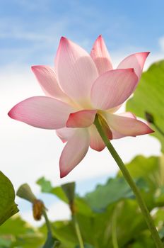 Lotus flower, low angle landscape of nature flora in outdoor with pink and green color in summer.