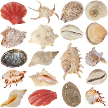 the shells collection photo on white background
