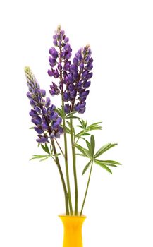 Closeup of yellow vase with few blue lupines on white background