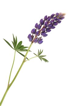 Closeup of pink lupine with long stem on white background