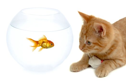 Cat is looking at a goldfish in a fish bowl