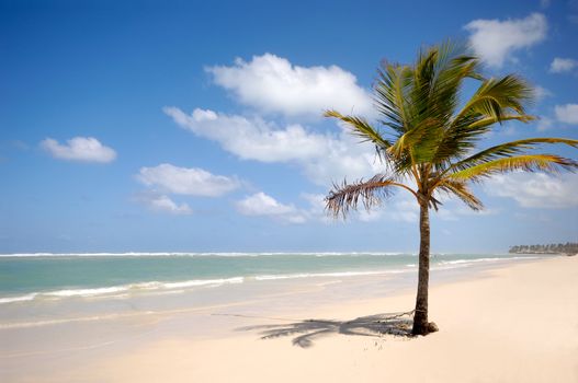 Caribbean beach with palm and white sand