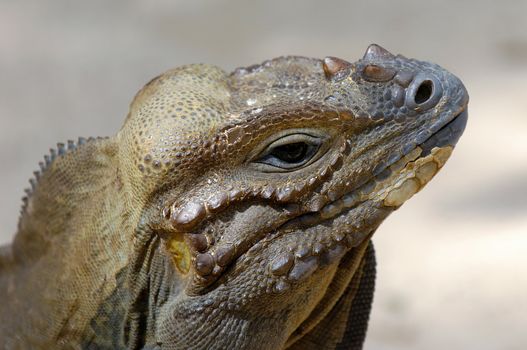 Ugly komodo reptile is looking.
