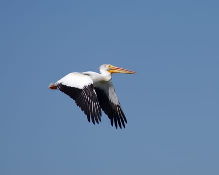 A pelican in Colorado flying against a blue sky in summer