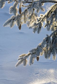 pine tree branches covered with frost