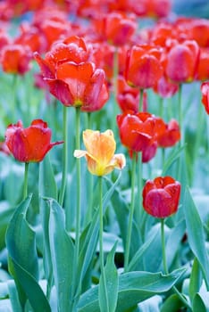 one yellow tulip of red tulips