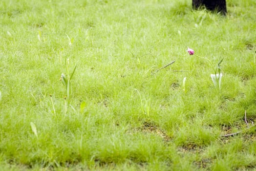 one rose tulip on a green grass