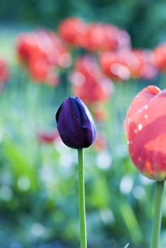 one black tulip of red tulips