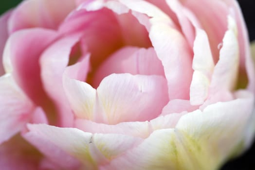 close-up shot of the stamen of a rose tulip