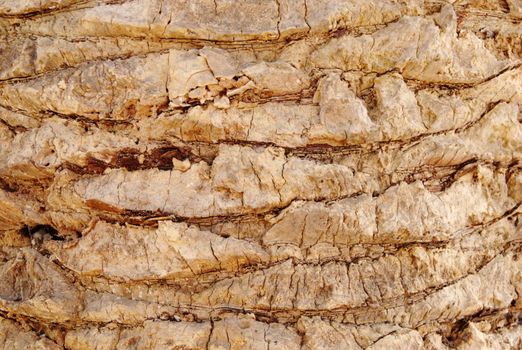 Texture of palm tree close-up