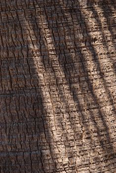 Texture of palm tree close-up