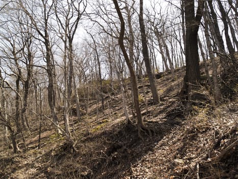 Hill sloping, waiting for the leaves to return.