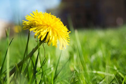 yellow dandelion in green grass, spring sunshine day