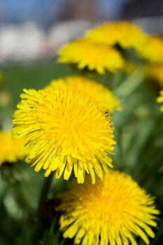 first spring yellow dandelions in sity grass-plot