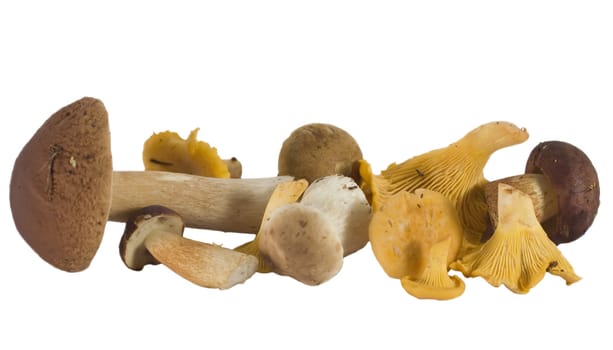 wild mushrooms, isolated