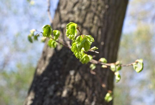 young spring petals on old tree in sunshine day