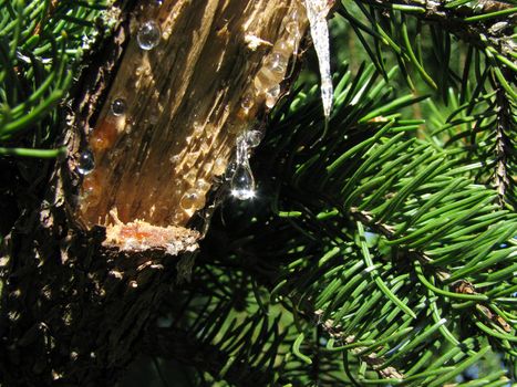 Sunlight reflected in drop of sap