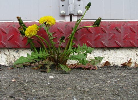 Dandelion breaking trough asphalt