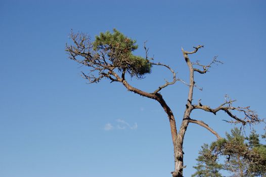 Pinetree against a clear blue sky