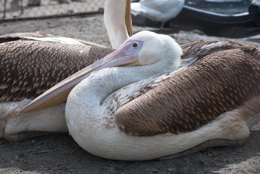 Photo of great white pelicans closeup - Pelecanus onocrotalus