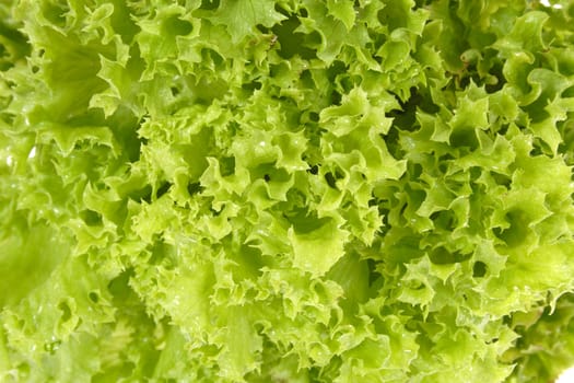 Fresh green lettuce freshly picked from the farm on display