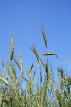 the Crop in growth of unripe cereal