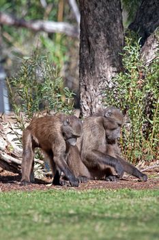 Baboons looking for food on the ground