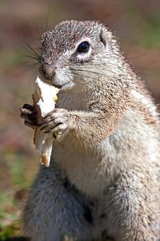 Mountain ground squirrel eating bread