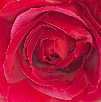 Strict close up of a red rose