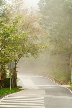 Mist on road in forest in daytime with nobody.