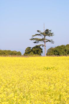 Yellow rape flowers farm with single green tree under blue sky in Fushoushan Farm, Taiwan, Asia.