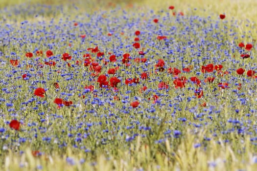 Poppies and cornflowers.