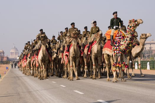 Camels of the Indian Army Camel Corps parading down the Raj Path in preparation for the Republic Day Parade, New Delhi, India