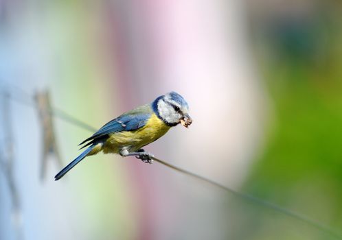 A bird with food in its beak.