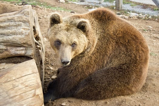 Brown bear sitting, Lika, Croatia