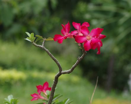 Impala Lily Adenium, Desert Rose or pink flower in Thailand