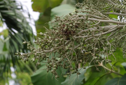 green plam seed on tree