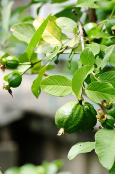 fresh guava on tree