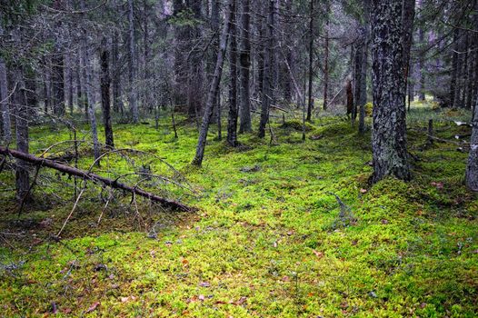 The lush majestic coniferous forest, overgrown moss