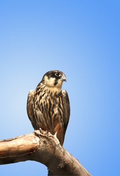 Kestrel sitting on a wooden log against a blue background. Isolated with clipping path