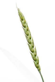 Closeup of green ear of wheat on white background