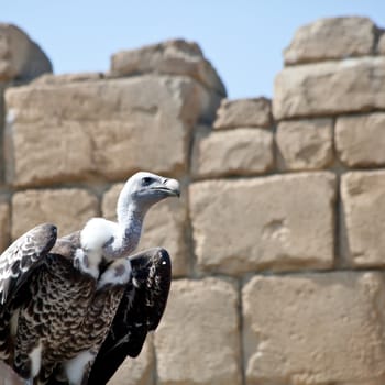 Vulture ready for the flight. Vultures seldom attack healthy animals, but may kill the wounded or sick. When a carcass has too thick a hide for its beak to open, it waits for a larger scavenger to eat first.