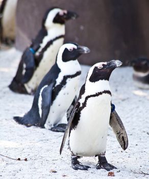 African Penguins are about 68cm in length, and weigh between 2.1 and 3.7kg. Spheniscus is a diminutive of the Greek word spen, meaning a wedge, which refers to their streamlined swimming shape, while demersus is a Latin word meaning plunging.