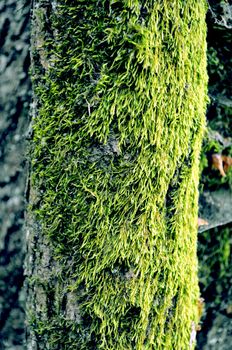 green algae texture on a tree body