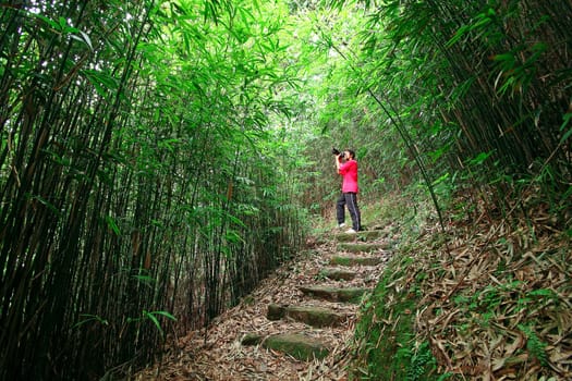 photographer taking photo in bamboo path 