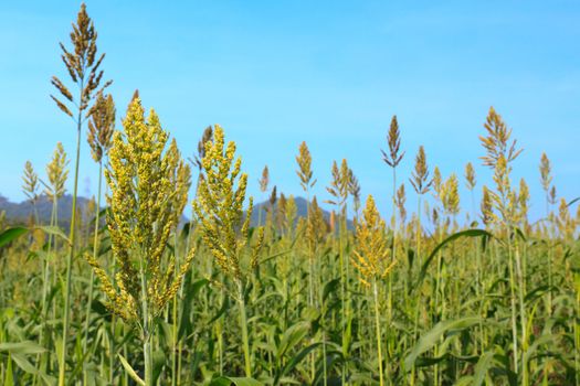 Millet field and blue sky