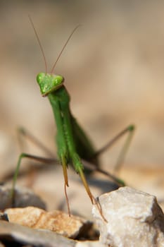 close-up of a praying mantis.