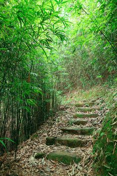 Green Bamboo Forest -- a path leads through a lush bamboo forest