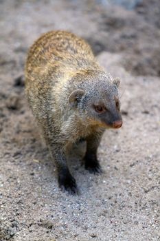 A Banded Mongoose exploring in the early morning